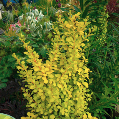 Барбарис Тунберга Голден Дрим Барбарис Тунберга Голден Дрим фото