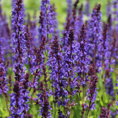 Шалфей дубравный Нью Дименшн Блю Шалфей дубравный Нью Дименшн Блю фото