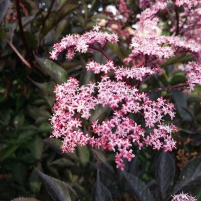 Бузина черная Блек Тауэр, С3 Бузина черная Блек Тауэр, С3 - Dolina-Sad.Ru