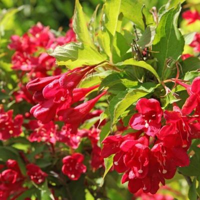 Вейгела Люцефер Вейгела Люцефер - Dolina-Sad.Ru