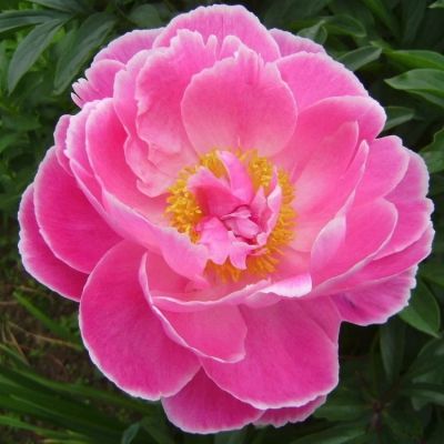 Пион Август Дессерт - Dolina-Sad.Ru