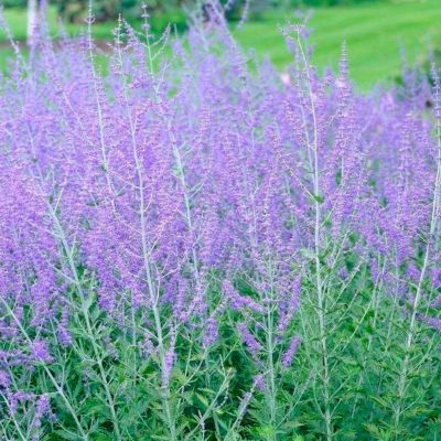 Перовския лебедолистная Блю Стил Перовския лебедолистная Блю Стил - Dolina-Sad.Ru