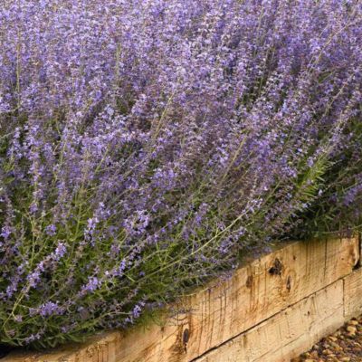 Перовския лебедолистная Блюзетт - Dolina-Sad.Ru