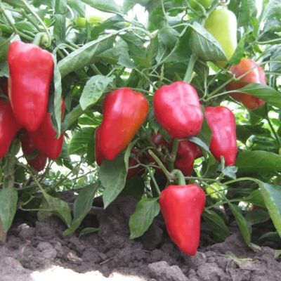 Перец сладкий Тополин (А) Перец сладкий Тополин (А) фото