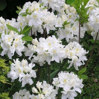 Азалия Оксидол Азалия Оксидол фото