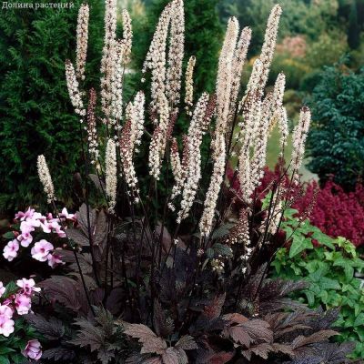 Воронец простой Брюннет - Dolina-Sad.Ru