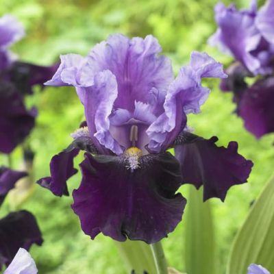 Ирис БЛЮ БЕРД ВАЙН фото