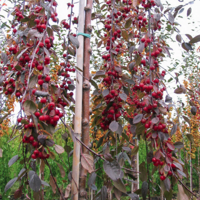 Яблоня Роял Бьюти Яблоня Роял Бьюти - Dolina-Sad.Ru