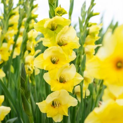 Гладиолус Максиал - Dolina-Sad.Ru