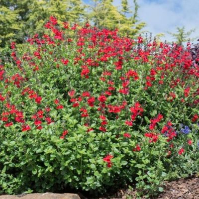 Шалфей Роял Бумбл - Dolina-Sad.Ru