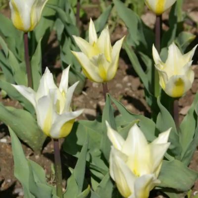 Тюльпан Лилиецветный Лили Свит Тюльпан Лилиецветный Лили Свит фото