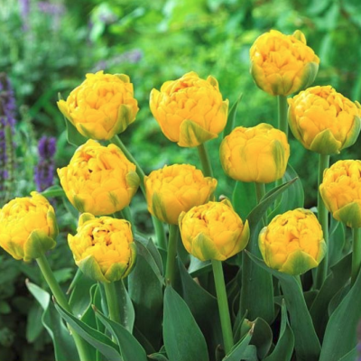 Тюльпан Голд Февер фото