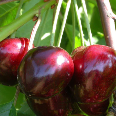 Черешня Бычье Сердце Черешня Бычье Сердце - Dolina-Sad.Ru