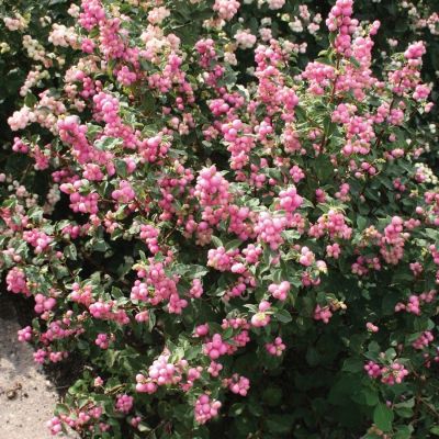 Снежноягодник Мазер оф Перл, С3 - Dolina-Sad.Ru