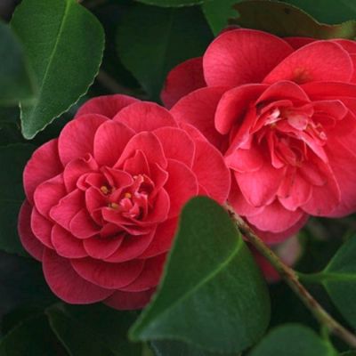 Камелия японская Леди Кэмпбелл Камелия японская Леди Кэмпбелл - Dolina-Sad.Ru