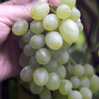 Виноград Регал Виноград Регал - Dolina-Sad.Ru