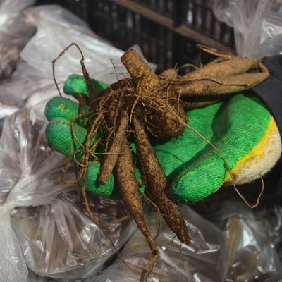 Георгина Дахлергия Биколор Георгина Дахлергия Биколор фото