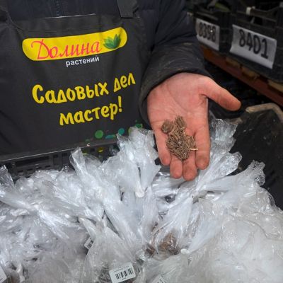 Ранункулюс Микс Ранункулюс Микс фото