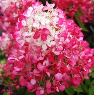 Гортензия метельчатая Даймонд Руж / Рендиа фото