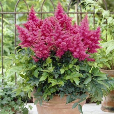 Астильба Арендса Драм энд Басс Астильба Арендса Драм энд Басс - Dolina-Sad.Ru