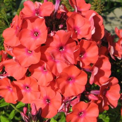 Флокс метельчатый Юник Оранж Флокс метельчатый Юник Оранж - Dolina-Sad.Ru