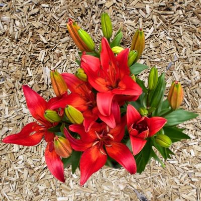 Лилия Матрикс Лайн Лилия Матрикс Лайн - Dolina-Sad.Ru