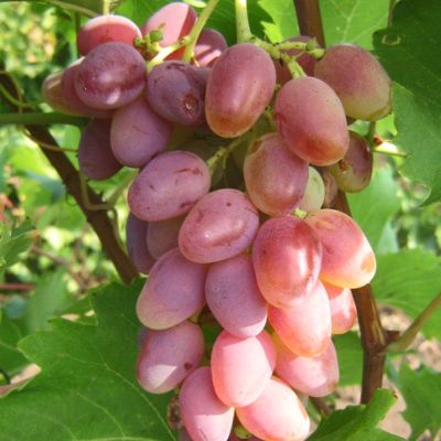 Виноград Арочный Виноград Арочный - Dolina-Sad.Ru