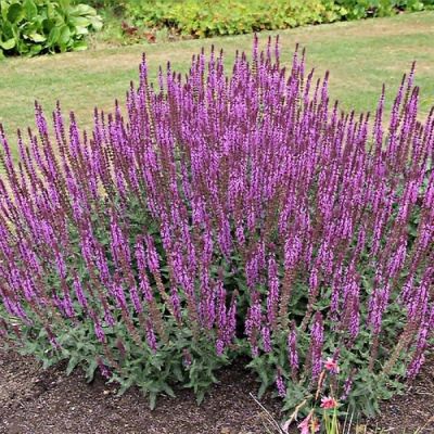 Шалфей Аметист Липс Шалфей Аметист Липс - Dolina-Sad.Ru