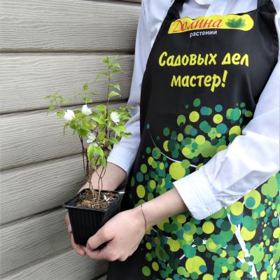 Жасмин гибридный Манто Д'Эрмин Жасмин гибридный Манто Д'Эрмин фото