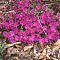Рододендрон Пурпуртраум - Dolina-Sad.Ru