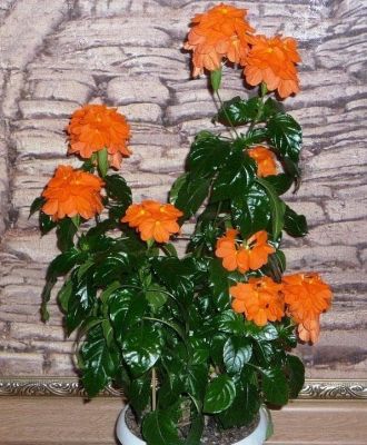 Кроссандра Тропик красная фото