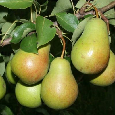 Груша Глубокская/Осенняя Груша Глубокская/Осенняя фото