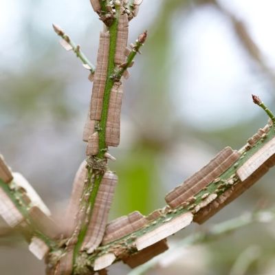 Бересклет крылатый, С3 - Dolina-Sad.Ru