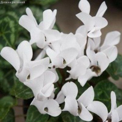 Цикламен Чарли персидский Цикламен Чарли персидский фото