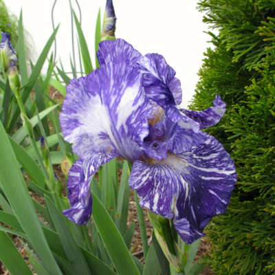 Ирис Батик Ирис Батик фото