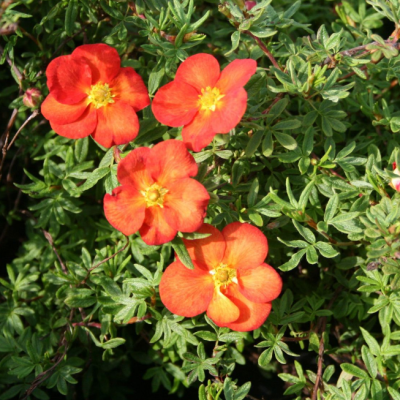 Лапчатка кустарниковая Мэрион Ред Робин Лапчатка кустарниковая Мэрион Ред Робин фото