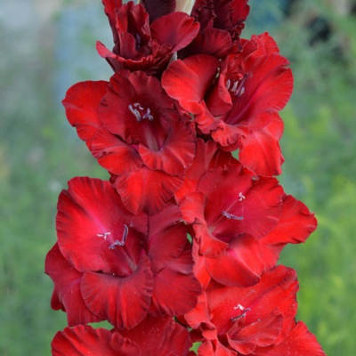 Гладиолус Гранатовый блеск Гладиолус Гранатовый блеск - Dolina-Sad.Ru