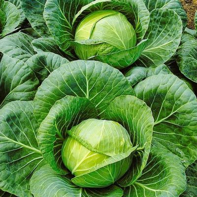 Капуста белокоч. Тобия F1 для квашения (Голландия) фото
