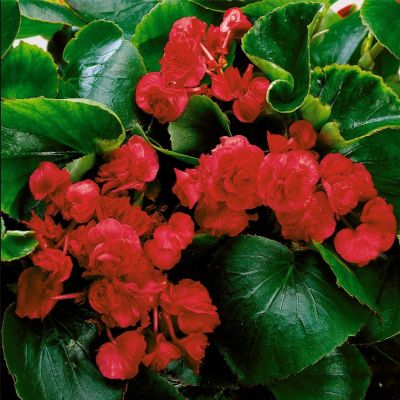 Бегония Королева красная F1 Бегония Королева красная F1 - Dolina-Sad.Ru