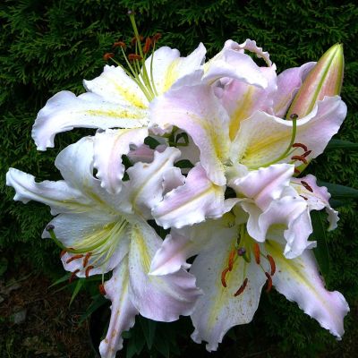 Лилия Бамако Лилия Бамако фото