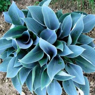 Хоста Блю Кадет Хоста Блю Кадет - Dolina-Sad.Ru