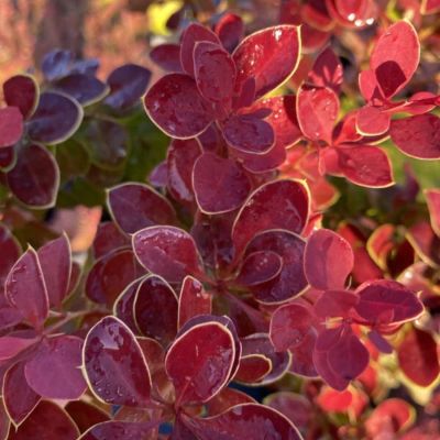 Барбарис Тунберга Чикита, С2 Барбарис Тунберга Чикита, С2 - Dolina-Sad.Ru