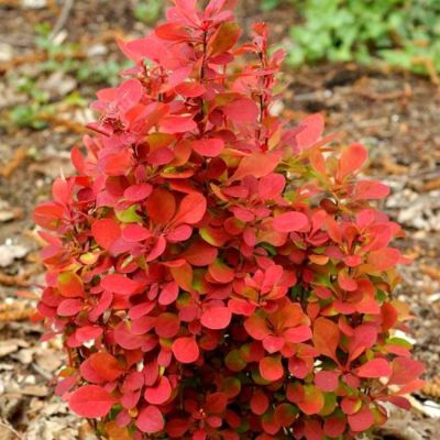 Брабарис тунберга Неон Брабарис тунберга Неон - Dolina-Sad.Ru