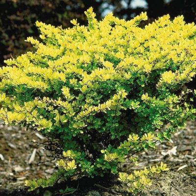 Барбарис Тунберга Сенсейшен / Сенсация Барбарис Тунберга Сенсейшен / Сенсация фото