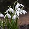 Подснежник Нивалис фото