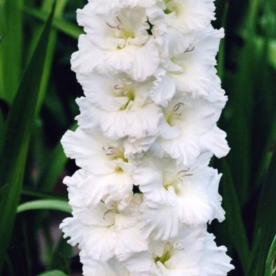 Гладиолус Димитрий Солунский Гладиолус Димитрий Солунский - Dolina-Sad.Ru