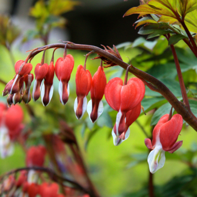 Дицентра Валентина Дицентра Валентина фото