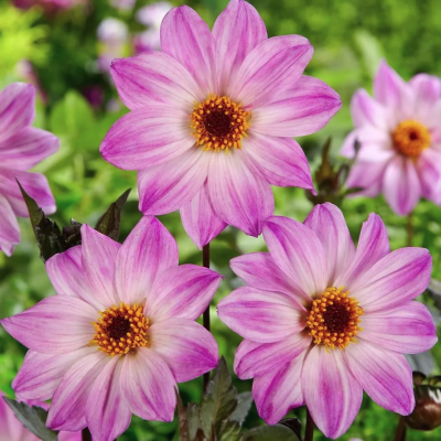 Георгина Бишоп оф Лейчестер Георгина Бишоп оф Лейчестер - Dolina-Sad.Ru