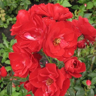 Роза Симонида Роза Симонида - Dolina-Sad.Ru