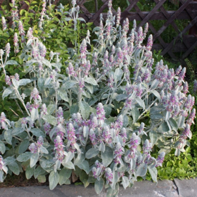 Чистец византийский фото